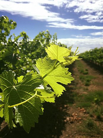 Calabria Wines